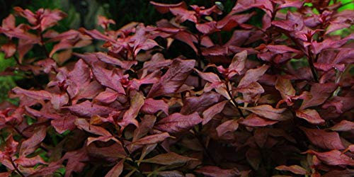 Tropica Aquarium Pflanze Ludwigia palustris Nr.035B Wasserpflanzen Aquarium Aquariumpflanzen