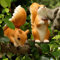 Skurrile für Gartendekoration, niedliche Eichhörnchen-Figur, die jeden Raum draußen erhellt (#1)