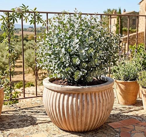GartenGees Pflanzkübel Blumentopf antik gestreift Terracotta,frostfest!3 Größen wählbar (44 cm)