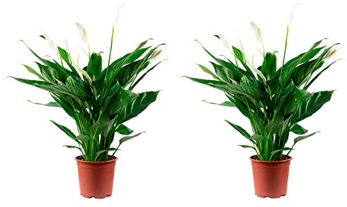 2er-Set Einblatt 4-8 Blüten/Knospen - echte Zimmerpflanze, Spathiphyllum - Höhe ca. 70 cm, Topf-Ø 17 cm