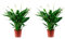 2er-Set Einblatt 4-8 Blüten/Knospen - echte Zimmerpflanze, Spathiphyllum - Höhe ca. 70 cm, Topf-Ø 17 cm