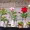 Haloppe 200 Pz Desert Rose Fiori Piante Semi per la casa Giardino Piantare, Adenium Desert Rose Semi di fiori Perenni Giardino Balcone Pianta Decor Semi di rosa del deserto