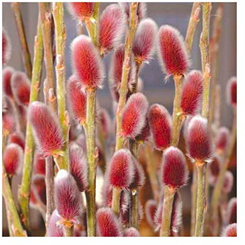 Salix gracilistyla Mount ASO - Japanese Pink Pussy Willow - Plant in 12 cm Pot