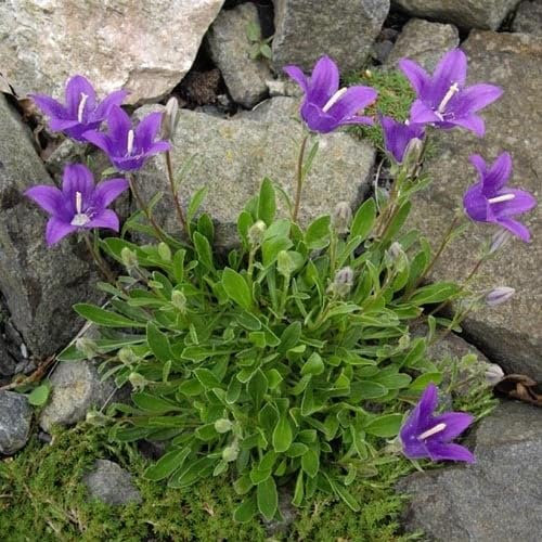 Plant World Seeds - Campanula Saxifraga Seeds (Perennial Flower Seeds)