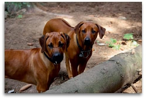 Leinwand · Premium Textil-Leinwand 120 cm x 80 cm quer Rhodesian Ridgeback | Augensprache · 120 × 80 cm quer · Textil-Leinwand auf Keilrahmen · CALVENDO Leinwand