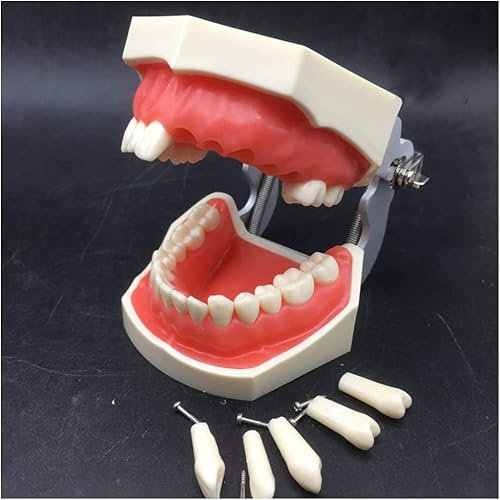 UIGJIOG Modelo De Entrenamiento De Preparación Dental Removible Modelo De Práctica De Enseñanza Preparación De Cavidades Modelo De Preparación De Coronas Inlay con Encía para La Enseñanza