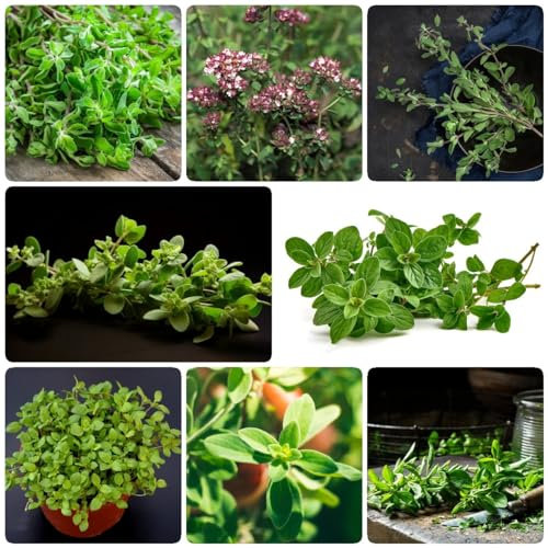 300 Pcs Majoran Samen - Origanum Majorana - Hochbeet Samen, Kräutergarten Balkon Wilder Majoran Samen, Kräutergarten Küche, Gemüse Pflanzen Samen Gemüse, Kräutersamen, Zimmerpflanzen