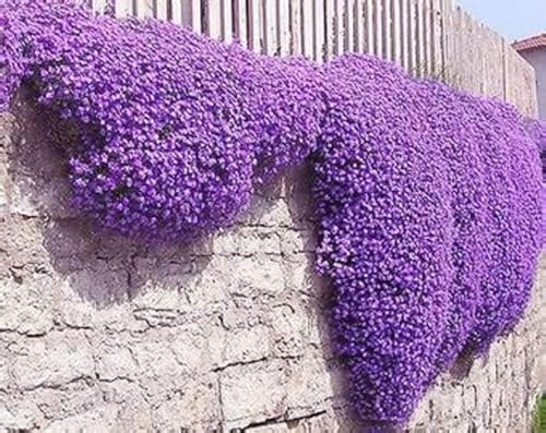 Rock cress Aubrieta hybrida Whitewell Gem deep Violet 550 Seeds