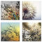 ARTLAND Wanddeko Blumenbilder Leinwand Bilder Set 4tlg. je 20x20 cm Quadratisch Wandbilder Natur Blumen Pusteblume Löwenzahn J4XD