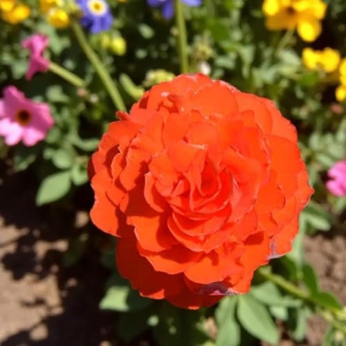 Carbeth Plants Begonia Nonstop Orange Bedding Plants 1 x 6 Pack - Easy Grow Garden Ready Weather Resistant Outdoor Shrubs - Colourful Summer Flowers for Beds, Borders, Pots & Containers