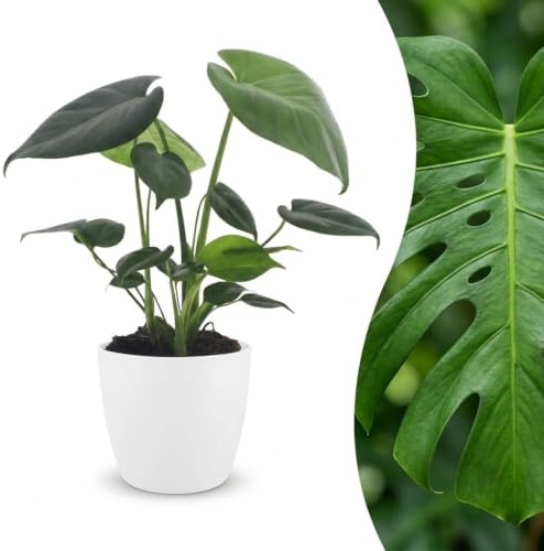 Monstera Deliciosa Zimmerpflanze, Echte Pflanze, Weißer Topf, 30cm