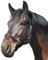 Eldorado Halfter Standard - schwarz - Kaltblut