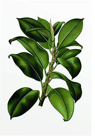 Komar Tableau Mural | Arbre élastique | Poster Photo pour Salon, Chambre à Coucher, décoration Artistique | sans Cadre | P056-50x70 | Dimensions : 50 x 70 cm (Largeur x Hauteur)