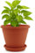 TECHZOCO Macetero con Plato, Maceta Redonda clásica de plástico con Plato, Tiesto para Plantas, Fabricado en Polipropileno, 19 cm Altura x 25 cm Diámetro Superior x 13 cm Diámetro Base, Terracota