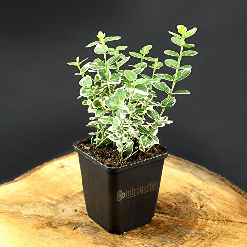 30 Stück Euonymus Emerald Gaiety von Intragarten Kriechspindelstrauch im Topf