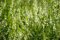 Weißer Steinklee (Melilotus albus) Samen. Kulturpflanze & Heilpflanze (1000 Samen = 2,0g)