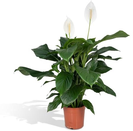 La Green Touch - Spathiphyllum - Plante d'intérieur - Pot 19cm, Hauteur 80 cm