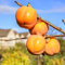 35 pcs kakibaum winterhart kaufen - kaki baum pflanze - pflanzen züchten, winterharte pflanzen (Diospyros kaki) deko obst, exotische pflanzen winterhart gartendeko für draußen
