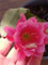 pianta lingua di suocera Epiphyllum Roman Holiday (fiore fucsia) - vaso Ø10 cm