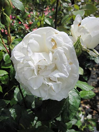 Edelrose Annapurna® - Rosa Annapurna® - Teehybride - reinweiß - Duft++++