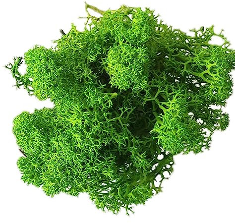 Eurofoto Islandmoos konserviert - echtes Natur-Moos zum Basteln und zur Dekoration - Farbe: Light Green - Karton mit 500 g Inhalt