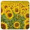 Yellow Sunflower Bloom Plant 6PCS Non-Slip Design Square Coaster for Cups Mugs, Leather Furniture Protection Pad Reusable in Kitchen Bar Home Decor