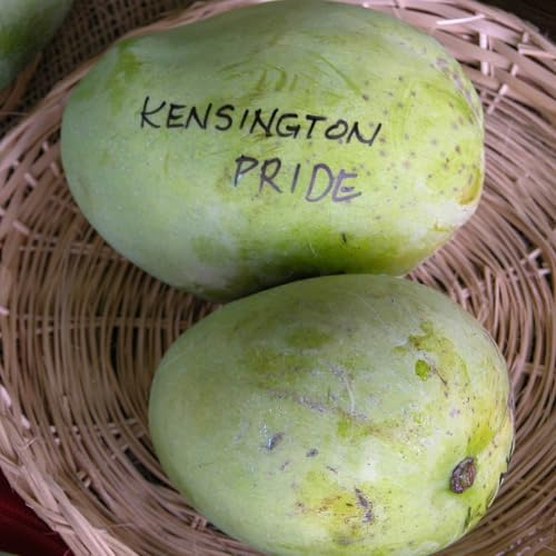 Vivai le Georgiche - Pianta vera di Mangifera indica Kensington Pride Mango 'Kensington Pride' - altezza alla vendita 40-60 cm