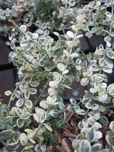 Weissbunte Kriechspindel Silver Carpet ® - Euonymus fortunei Silver Carpet ® - 10-15cm