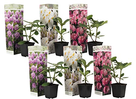 Plant in a Box - Rododendro - 6 Mix - Rododendron - Vaso 9cm - Altezza 25-40cm