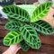 100 pcs korbmarante zimmerpflanze samen, winterharte blumen, garden (Calathea zebrina) outdoor pflanzen, exotische pflanzen winterhart flower seeds, pflanzen für garten bonsai samen