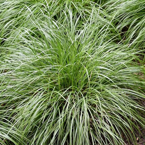 Carex Intense Green - Evergreen Ornamental Grasses Outdoor Garden Ready Plant - Japanese Sedge Tropical Plants for Garden - Ornamental Grass Plants for Beds, Borders and Pots (2 Litre Pot, 25-35cm)