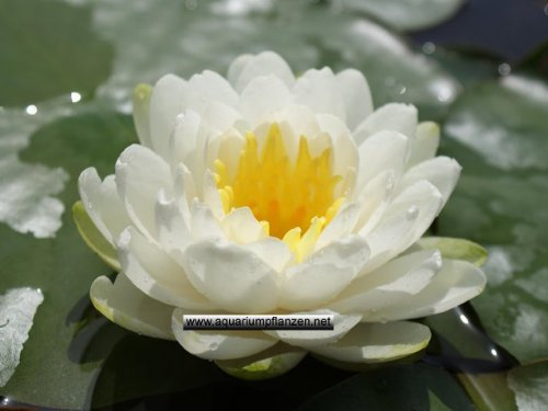 1 Seerose der Sorte Ernst Epple Sen, weisse Blüte für den Teich, Teichpflanzen, Wasserpflanzen