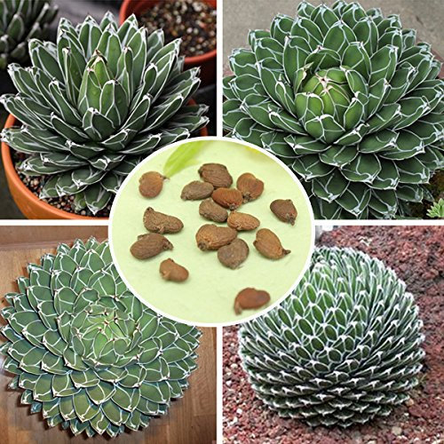 10pcs Agave Victoriae Reginae Samen Maguey Samen Sukkulente Samen / 10er Agave Victoriae Reginae Samen Stauden Sukkulente Samen. :. Agave Pflanzen, Wurzeln und Stängel kurz oder wel