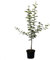 Apfelbaum Kirgisischer Herbstapfel robuste Sorte Apfel Buschbaum 110-140 cm 10 L Topf Unterlage M7