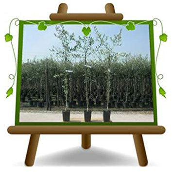 Olivier arbre olives Taggiasca - Plante fruitière arbre max 160 cm - 3 ans
