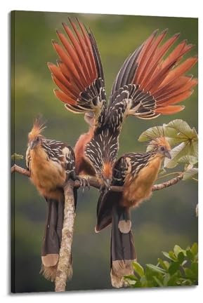 YQXTRB Seltenes Vogel-Poster, Opisthocomus Hoazin, Poster, dekorative Malerei, Leinwand, Wandposter und Kunstdruck, moderne Familienschlafzimmer-Dekoration, Poster, 40 x 60 cm