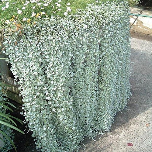 10pcs Dichondra micrantha urbanos plantas colgantes de semillas