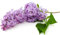 Lilac Fragrance Oil - 30ml Bottle - Concentrated for Candles, Soaps, Oil Burners, Wax Melts and Fragrance Sprays