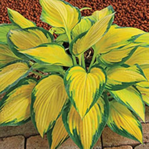 Pflanzen FüR Den Schatten Des Gartens - Beeindruckende Funkien, Seltene Farben, Blumenzwiebeln, Winterharte Knollen,Blüht im Sommer-6 zwiebeln-G