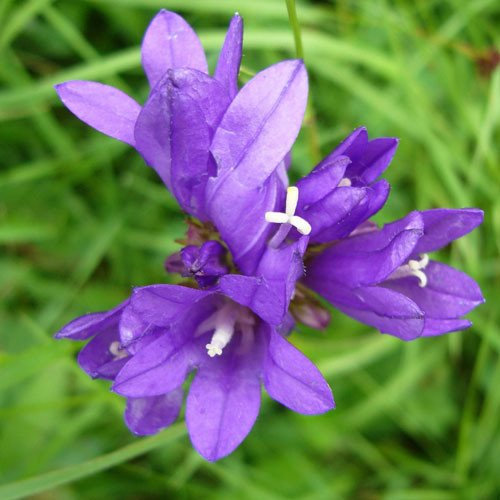 Plant World Seeds - Campanula Glomerata Seeds (Perennial Flower Seeds)