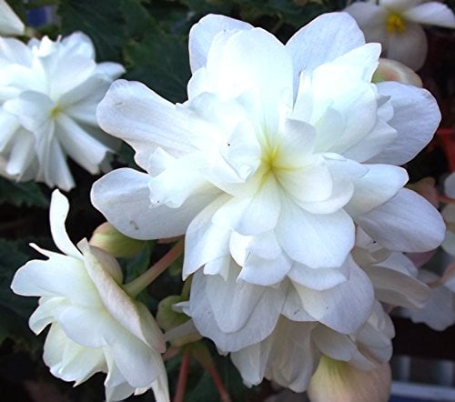 Begonienzwiebeln : Begonia pendula weiß - Begonie Weiß Hängebegonie 1 Knolle