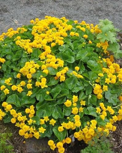 Lincolnshire Pond Plants Ltd - Marginal Aquatic Pond Plant - (Caltha Palustris) - Plug