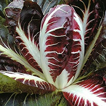 Germinazione I Semi: 300 - Semi: Semi Radicchio, Rossa di Treviso-Deep Brillante Red- boccone saporito alle insalate!