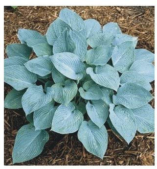 Bali-Hai Mail Order Nursery