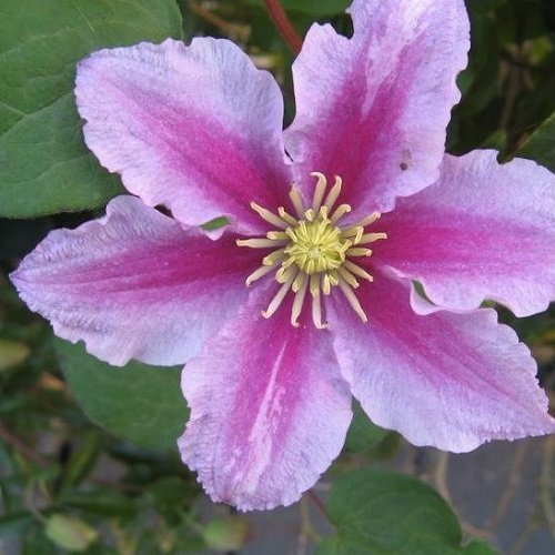 Clematis Pillu – Vaso da 1,5 litri – Pianta rampicante rosso fiorita e inverno duro | ClematisOnline