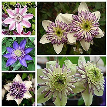 100 Partikel/Tasche Clematis Birnen, Clematis-Samen-Mischung, Clematis Hybridas Kletterpflanzen Garten Landschaftsbau
