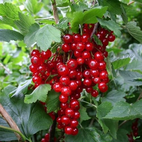 Rote Johannisbeere Rovada Fußstamm | perfekt für den Frischverzehr geeignet | Liefergröße 40-50 cm Pflanzenhöhe