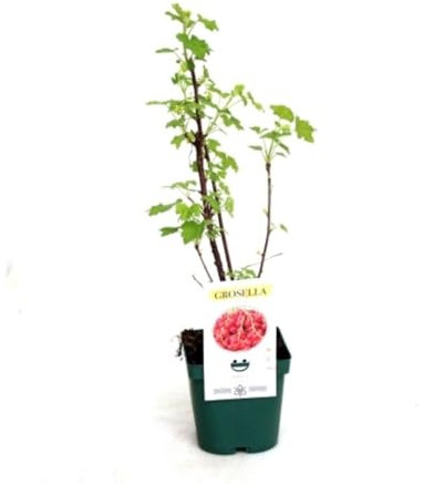 Planta natural Grosella Roja, 20-30 cm. Ribes rubrum. Frutos del Bosque. Arbusto con frutos pequeños, rojos y ácidos, ricos en vitamina C y antioxidantes. Segura Garden.