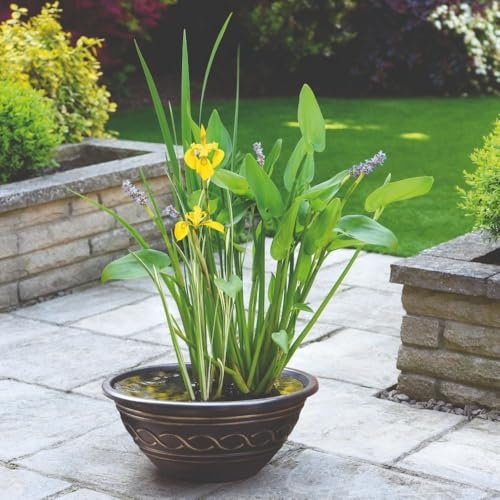 Dry Mixed Basket Flowering + Plastic Pot Black&Gold, with 3 Wildlife-Friendly Plants, Planting Basket, Pond Soil & Gravel, Easy Setup for Garden or Patio Ponds, 1 x 1 Pond Kit by Thompson and Morgan