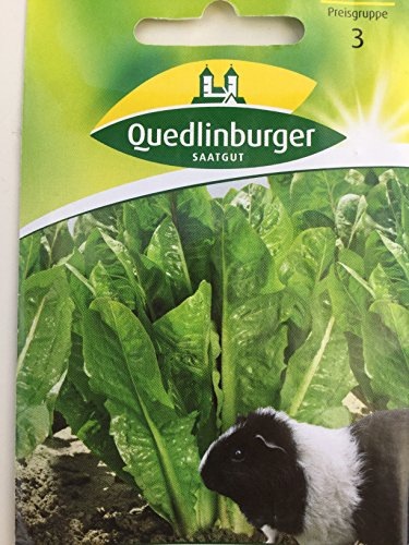 Blattzichorie (f.Futterzwecke) QLB Basis Saatgut Gründüngung